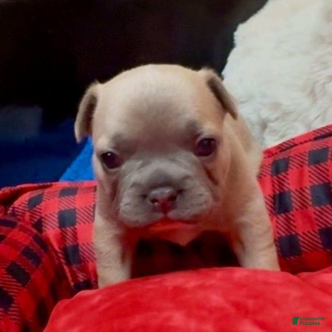 French Bulldog dogs for sale: Walter - Ad 7