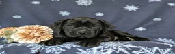 Cane Corso dogs for sale: Joelle - Ad 6