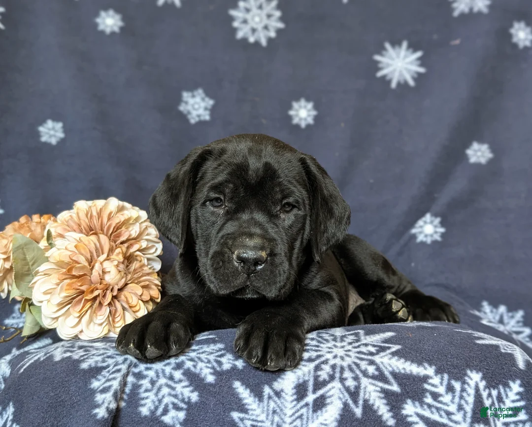Cane Corso dogs for sale: Joelle - Ad 6