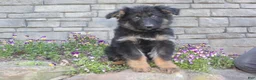 German Shepherd dogs for sale: Dominic  - Ad 3