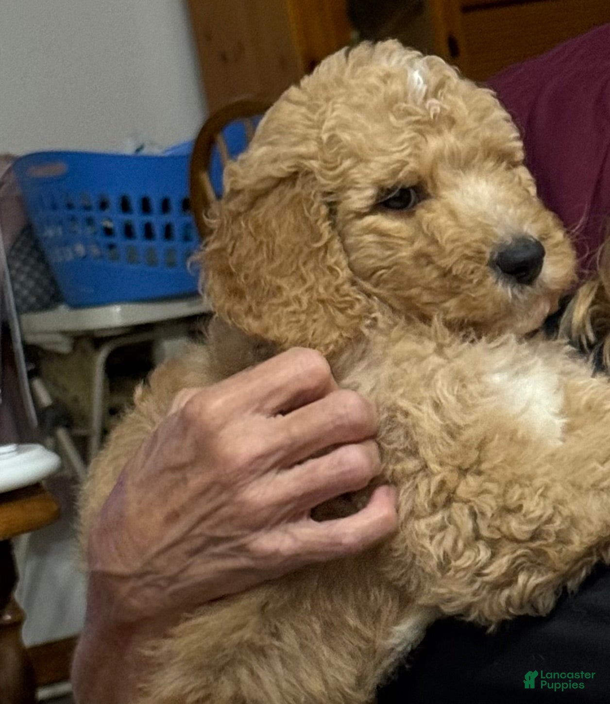 Goldendoodle dogs Blue - Ad 2