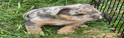 English Bulldog dogs for sale: Tinsel the lilac merle  - Ad 18