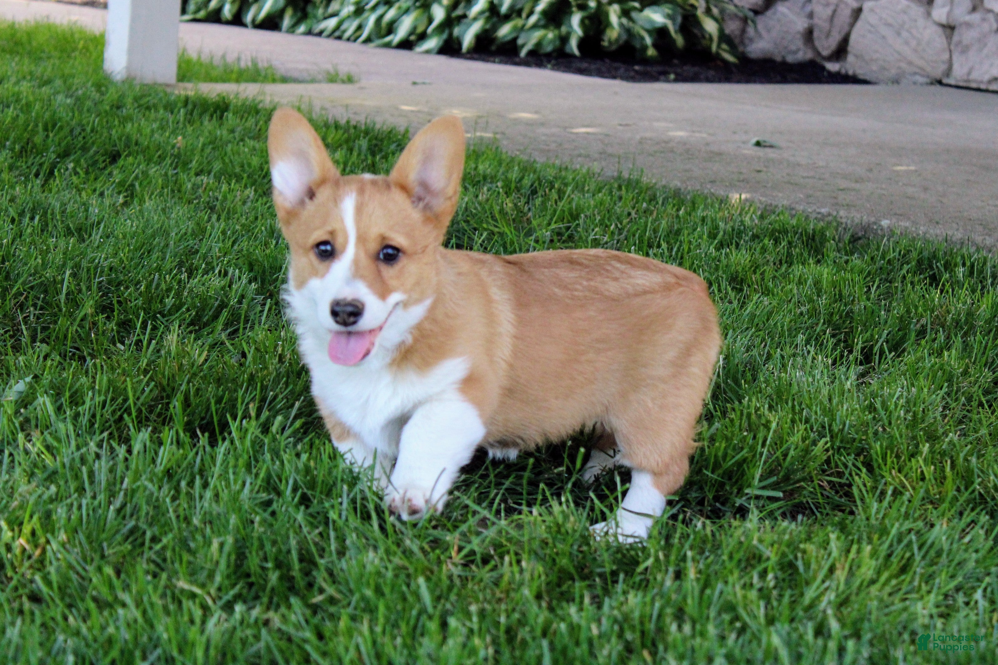 Welsh Corgi Pembroke dogs  June (triple clear)AKC - Ad 1