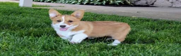 Welsh Corgi Pembroke dogs for sale:  June (triple clear)AKC - Ad 7