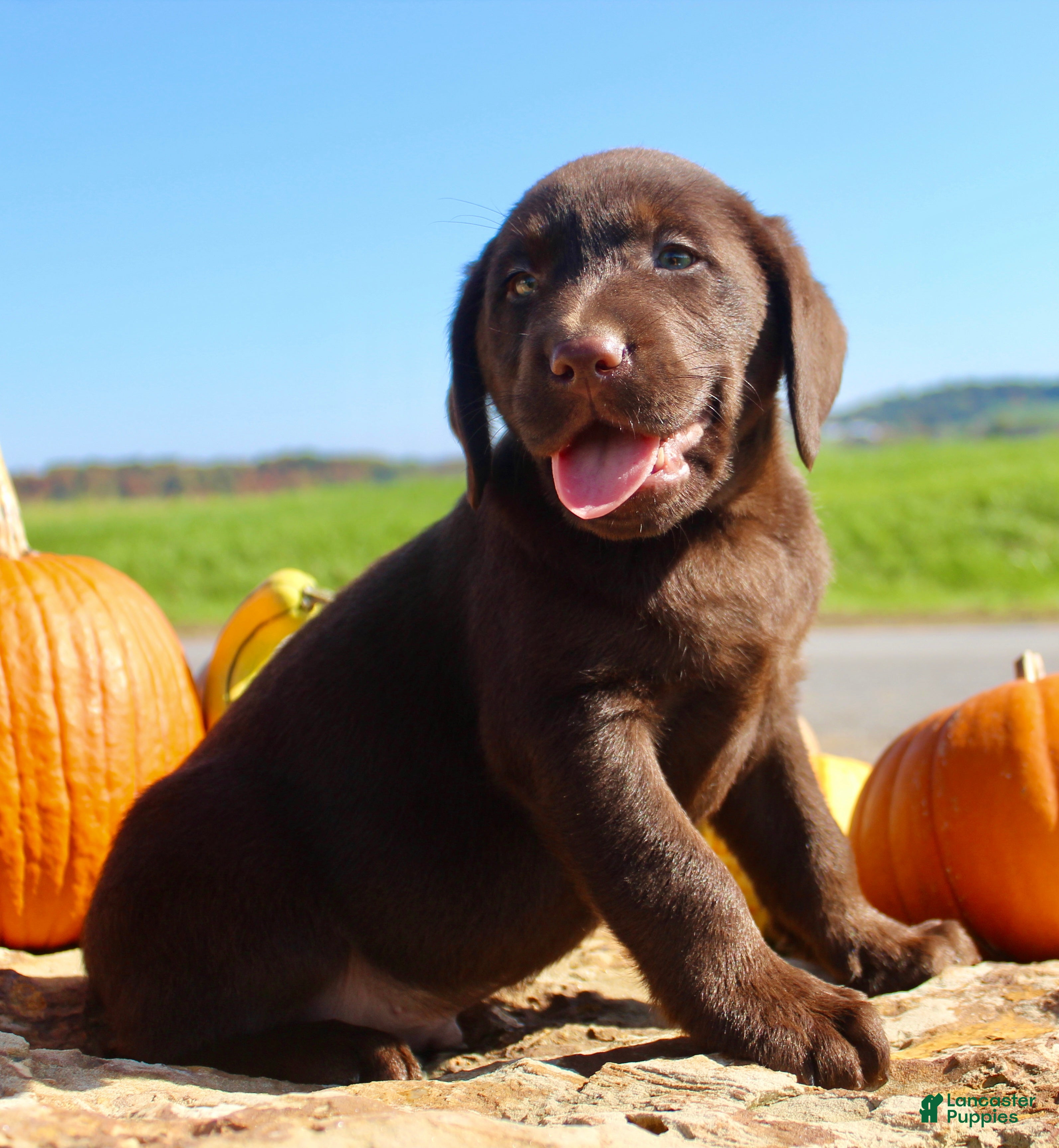 Labrador Retriever dogs Zeus  - Ad 2