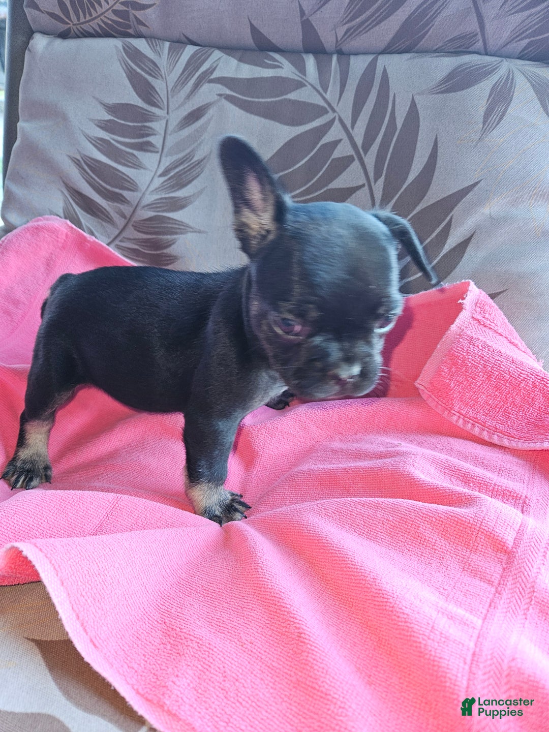 French Bulldog dogs for sale: French Bulldog Puppy 1 - Ad 6