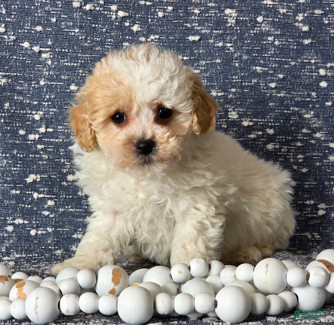 Bichpoo dogs for sale: Barbie - Ad 4