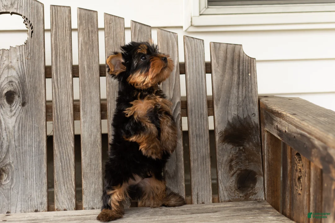 Yorkshire Terrier dogs for sale: Zackary  - Ad 2