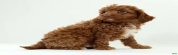 Cavapoo dogs for sale: Lars - Ad 5