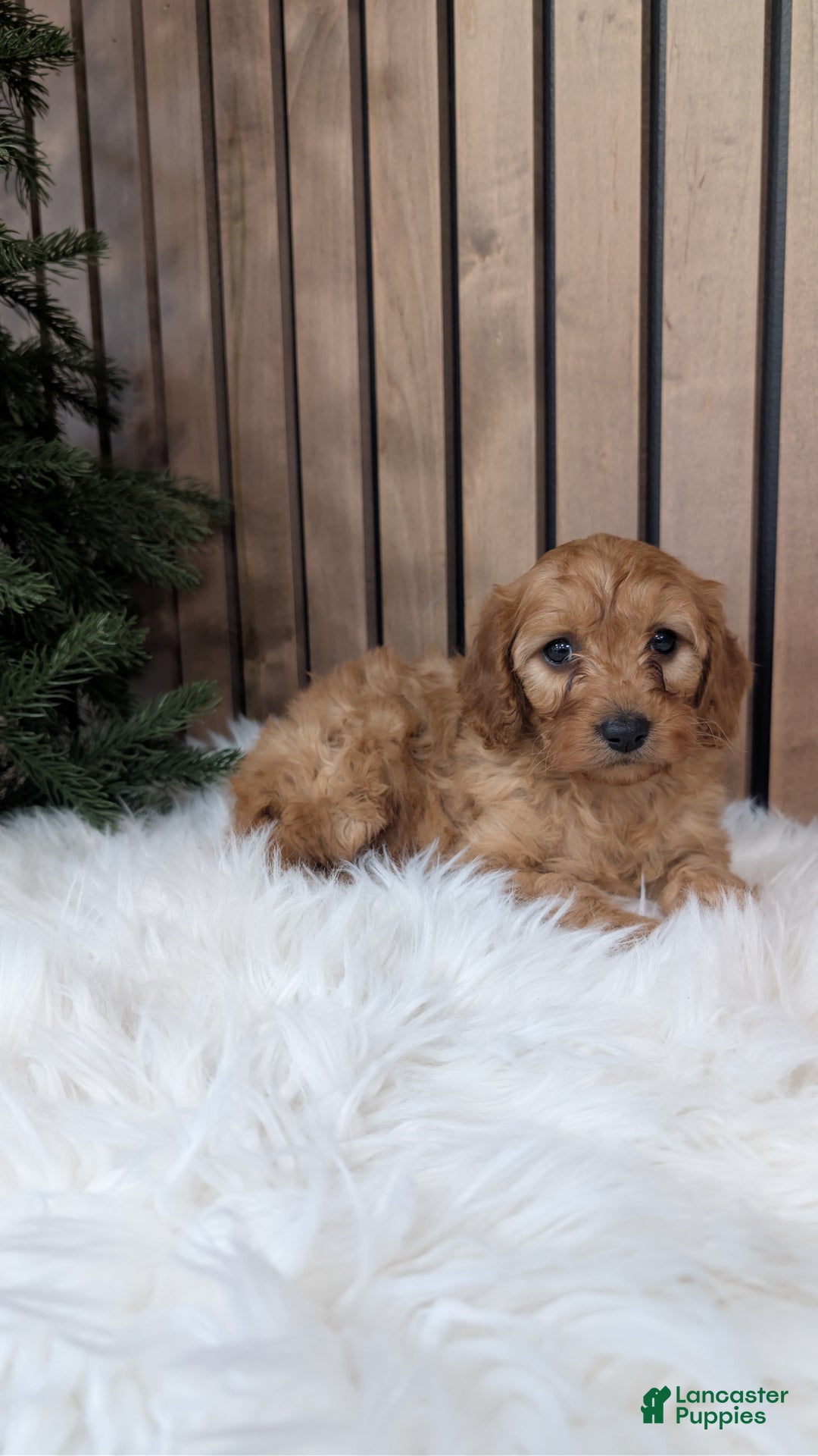 Cavapoo dogs for sale: Sophie - Ad 2