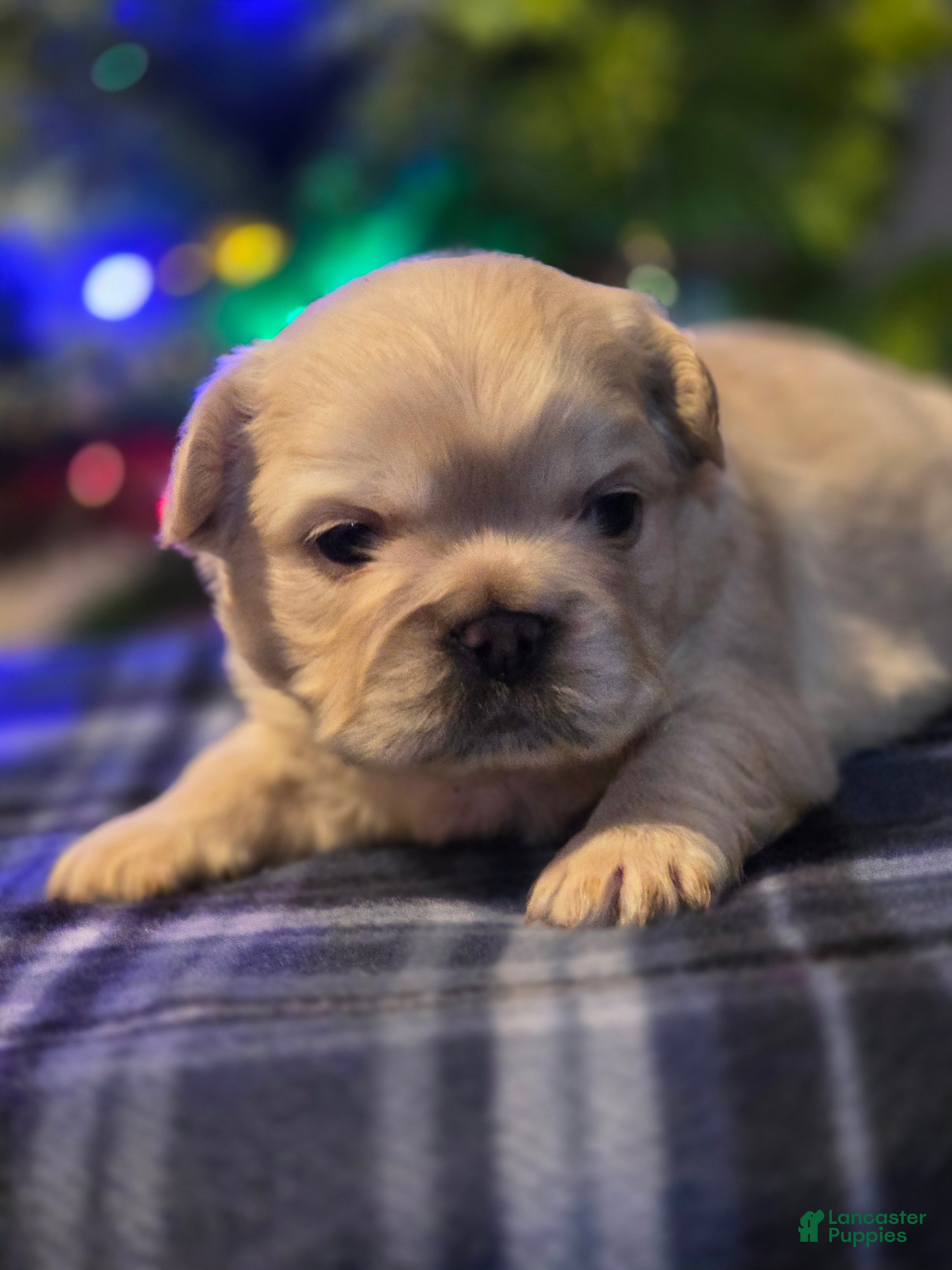 French Bulldog dogs for sale: Male 3 - Ad 2