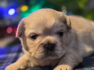 French Bulldog dogs Male 3 - Ad 19