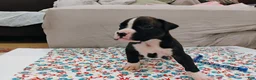 Boxer dogs for sale: Boxer 1 - Ad 1