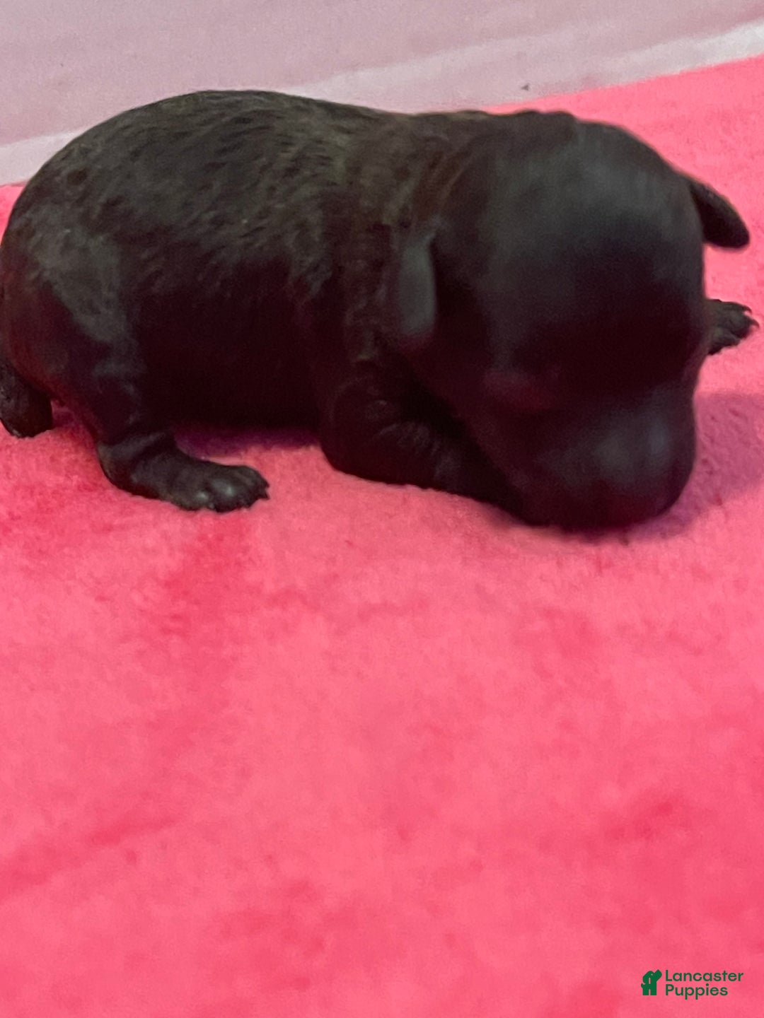 Toy Poodle dogs for sale: Toy Poodle Puppy 3 - Ad 1