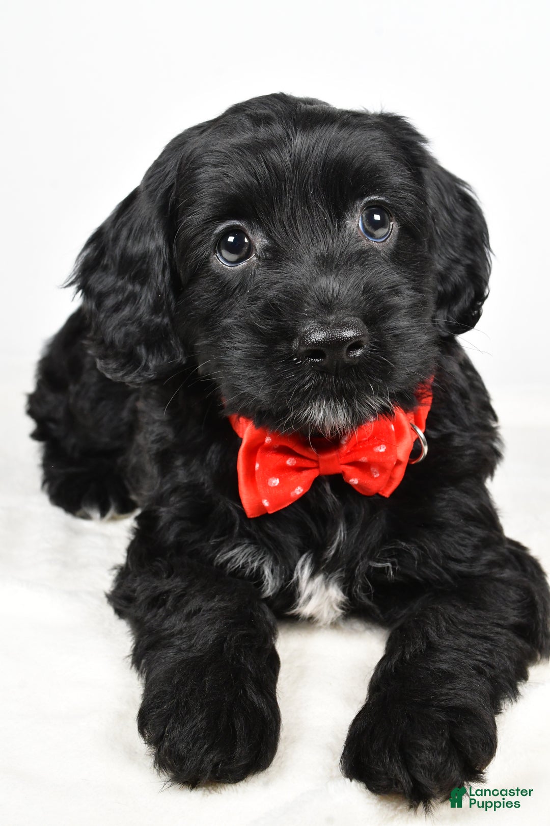 Cockapoo dogs for sale: Carter - Ad 4