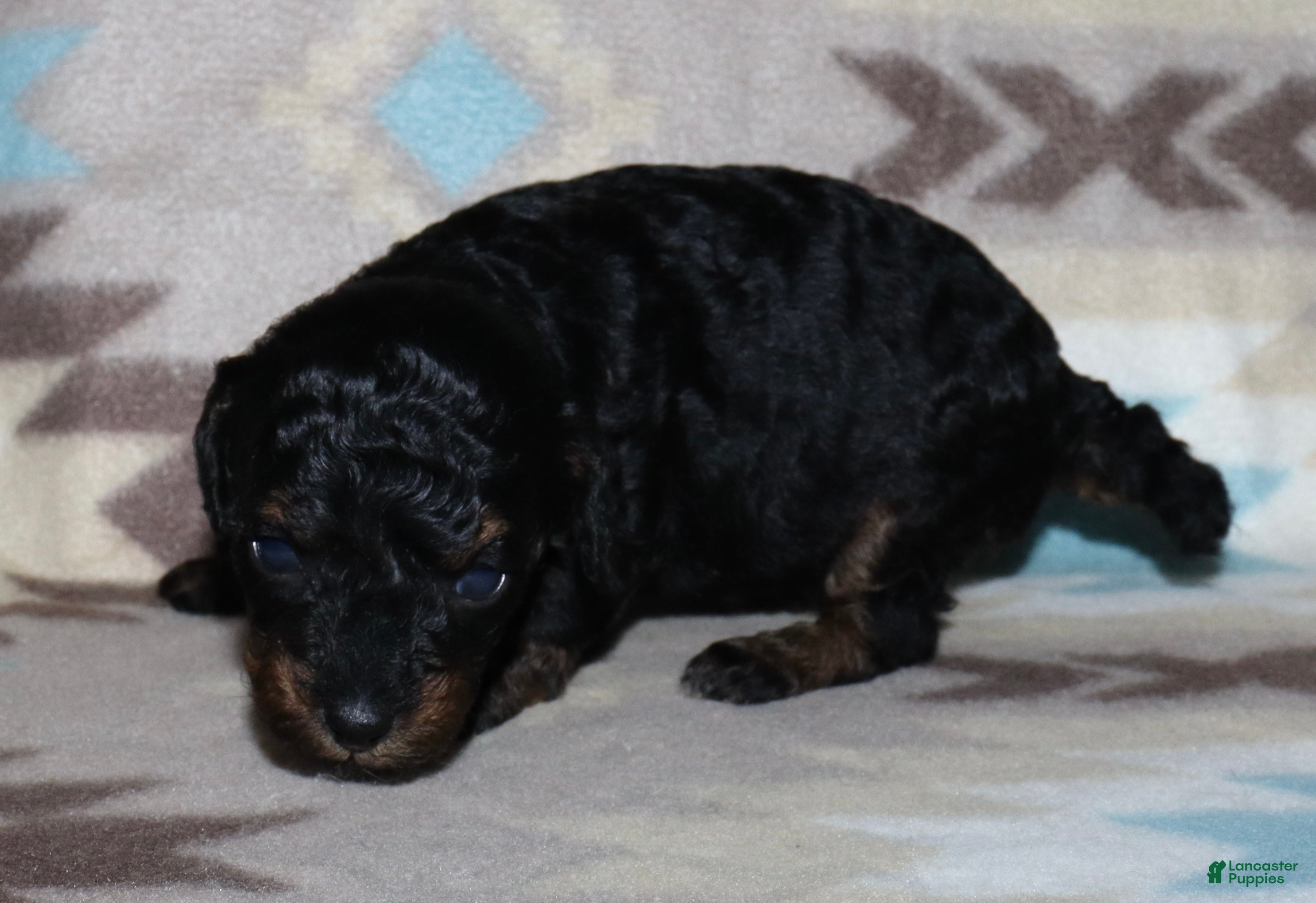Toy Poodle dogs for sale: Reserved Summer’s phantom female - Ad 7