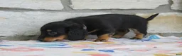 Miniature Dachshund dogs for sale: Abby - Ad 9