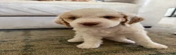 Mini Goldendoodle dogs for sale: Zeus - Ad 9