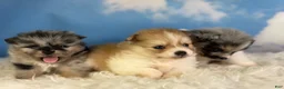 Pomeranian dogs for sale:  Aca Polly - Ad 6