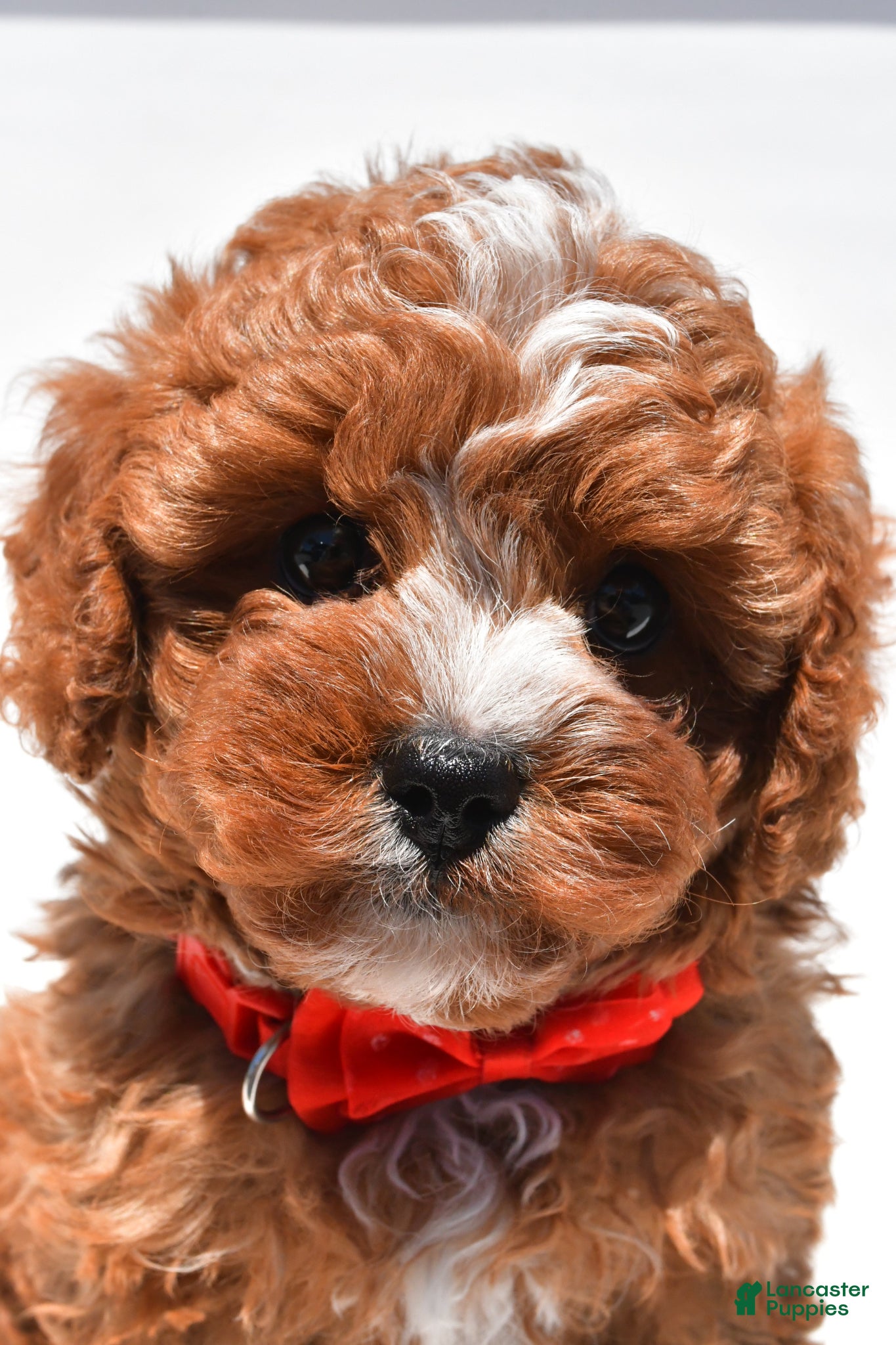 Cavapoo dogs for sale: Zain f1b - Ad 3