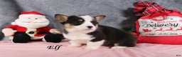 Welsh Corgi Pembroke dogs for sale: Elf - Ad 4