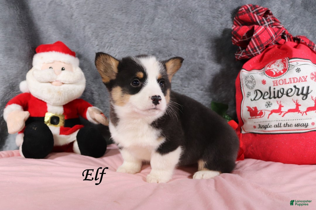 Welsh Corgi Pembroke dogs for sale: Elf - Ad 4