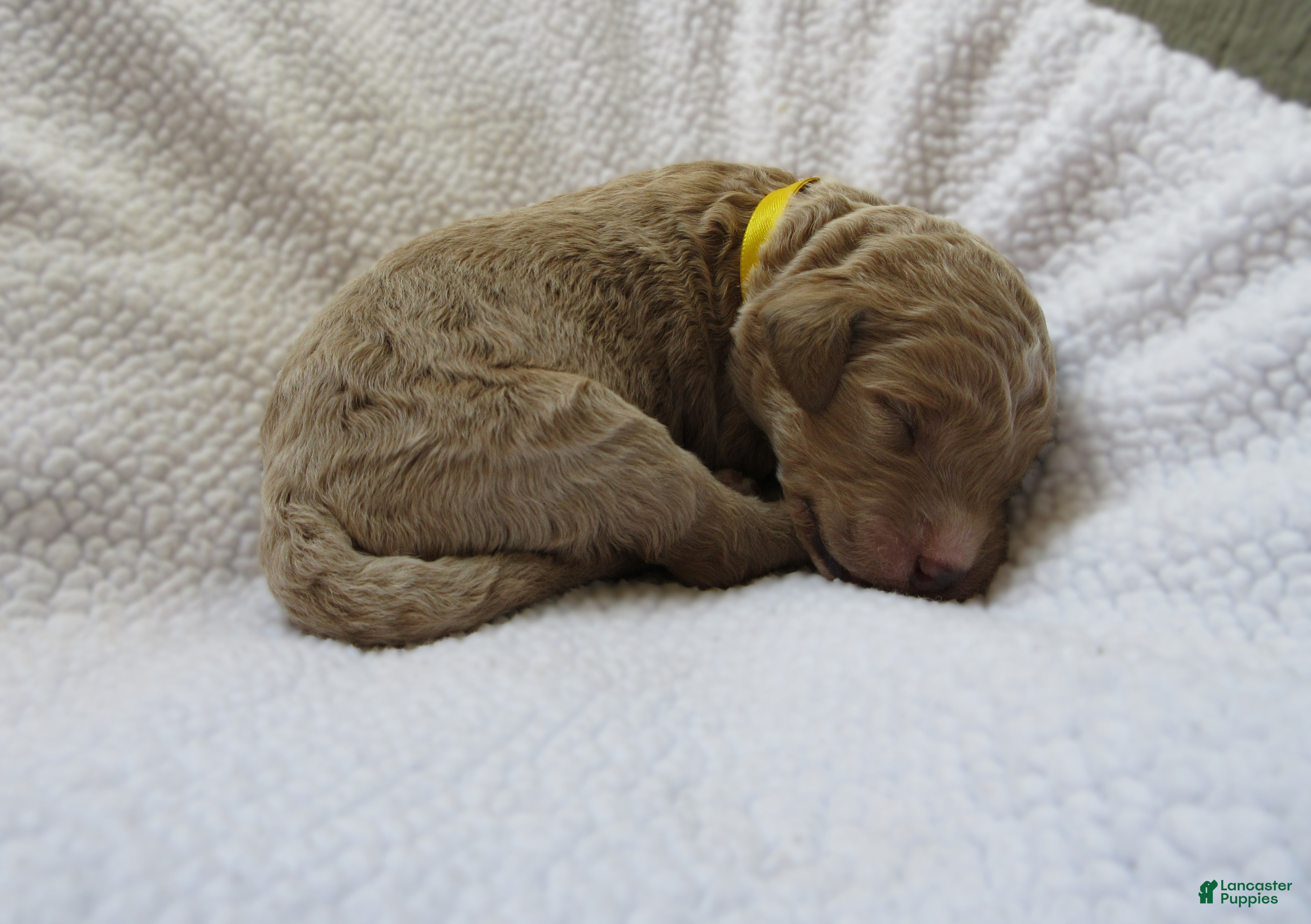 Yellow collar