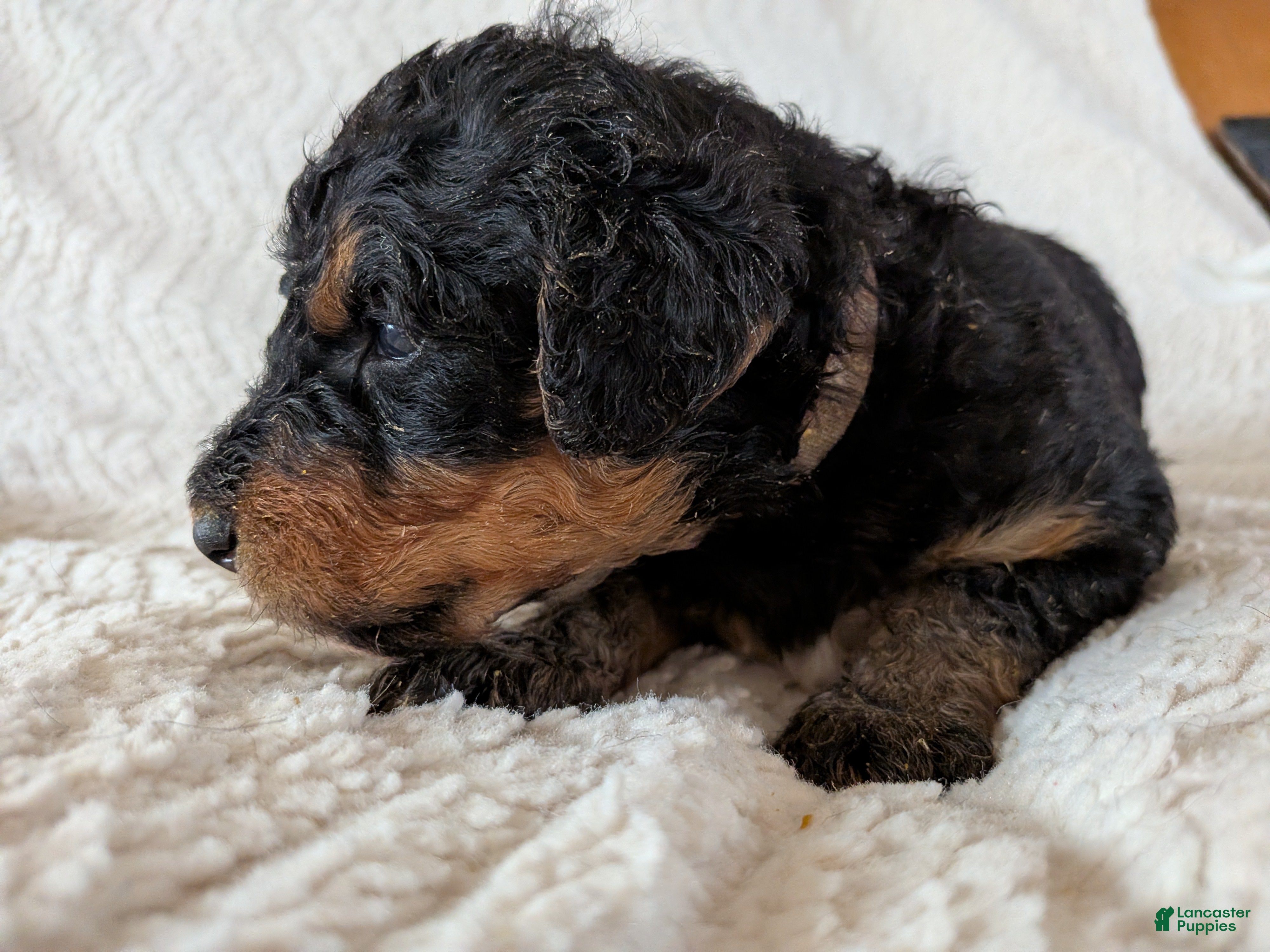 Mixed Breed dogs Mort - Ad 32