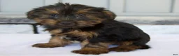 Yorkshire Terrier dogs for sale: Dewey - Ad 5