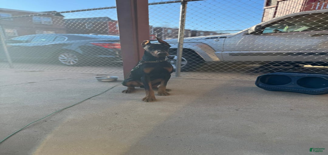 Gallery Image {{count}}