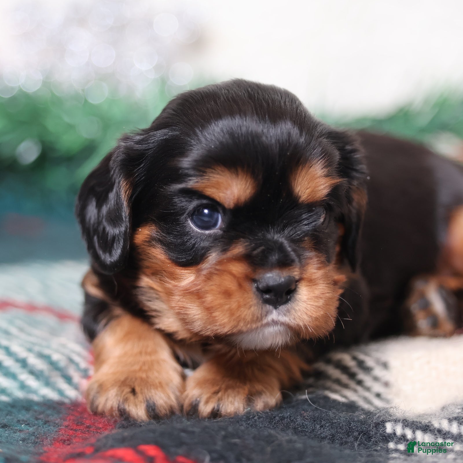 Cavalier King Charles Spaniel dogs Rudy | Genetically Screened  - Ad 4