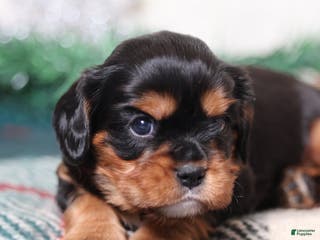 Cavalier King Charles Spaniel dogs Rudy | Genetically Screened - Ad 37