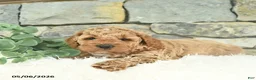 Mini Goldendoodle dogs for sale: Radar - Ad 3
