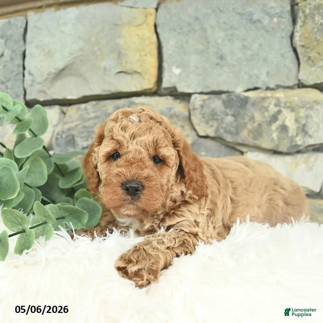 Mini Goldendoodle dogs for sale: Radar - Ad 3
