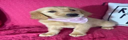 Golden Retriever dogs for sale: Gwen - Ad 5