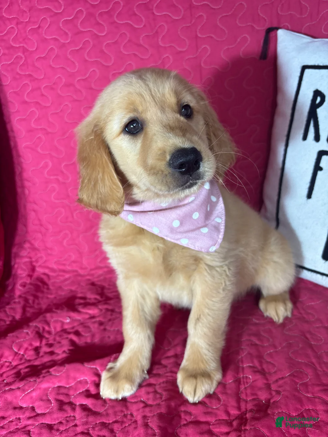 Golden Retriever dogs for sale: Gwen - Ad 5