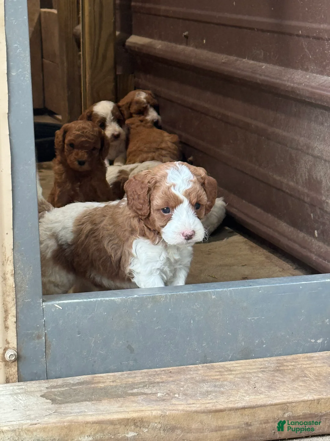 Cavapoo dogs for sale: Ruby - Ad 2