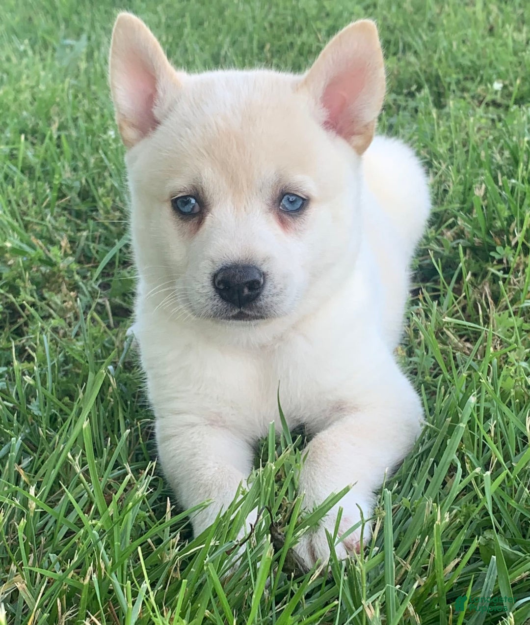 Alaskan Klee Kai dogs for sale: Handsome Boy Liam - Ad 3