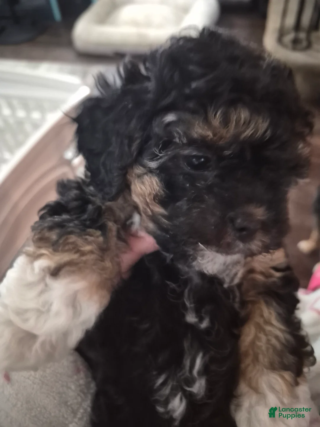 Mixed Breed dogs for sale: Mixed Breed 3 - Ad 2
