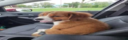 Mixed Breed dogs for sale: Marley - Ad 91