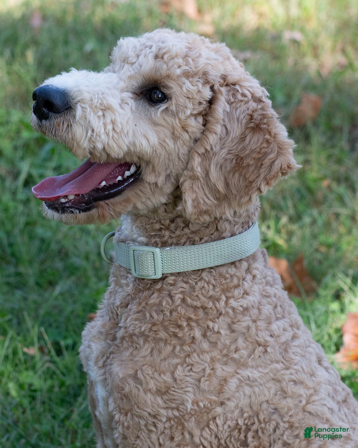 Goldendoodle dogs Buddy - Ad 1
