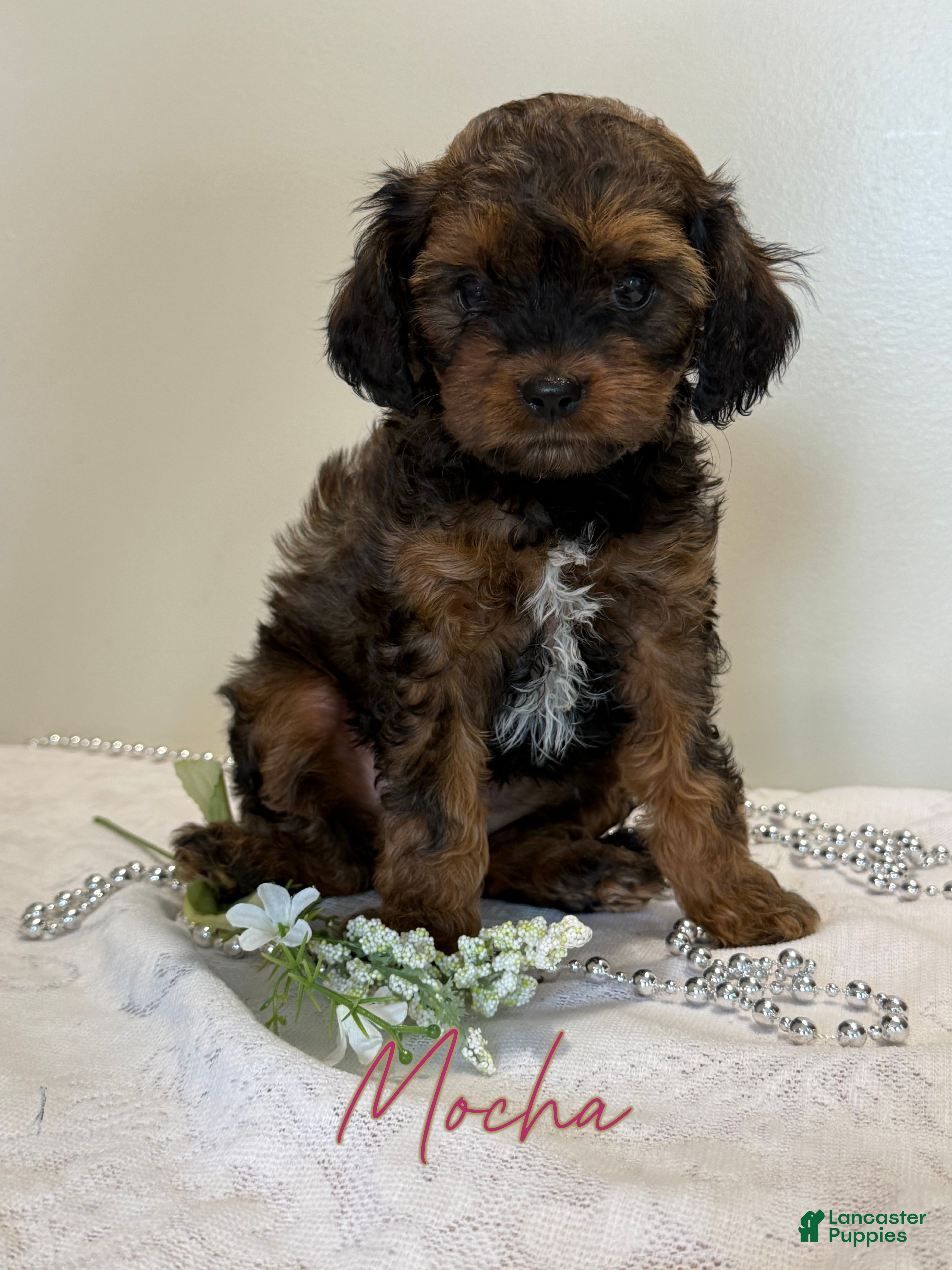 Cavapoo dogs Mocha Cavapoo  - Ad 1