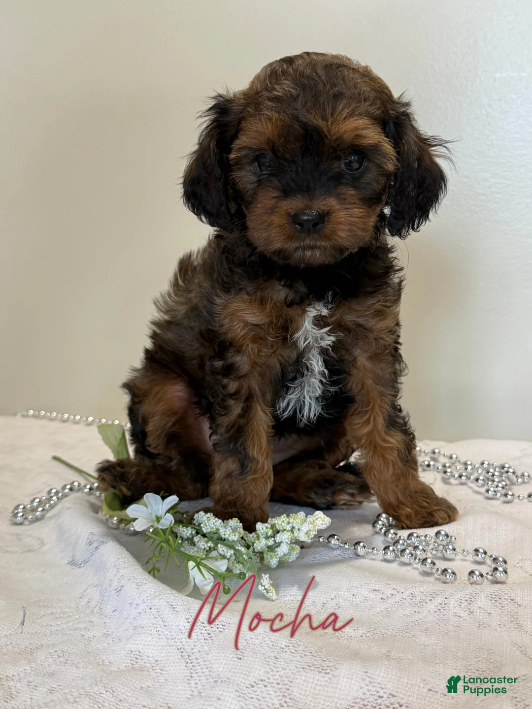 Cavapoo dogs for sale: Mocha Cavapoo  - Ad 1