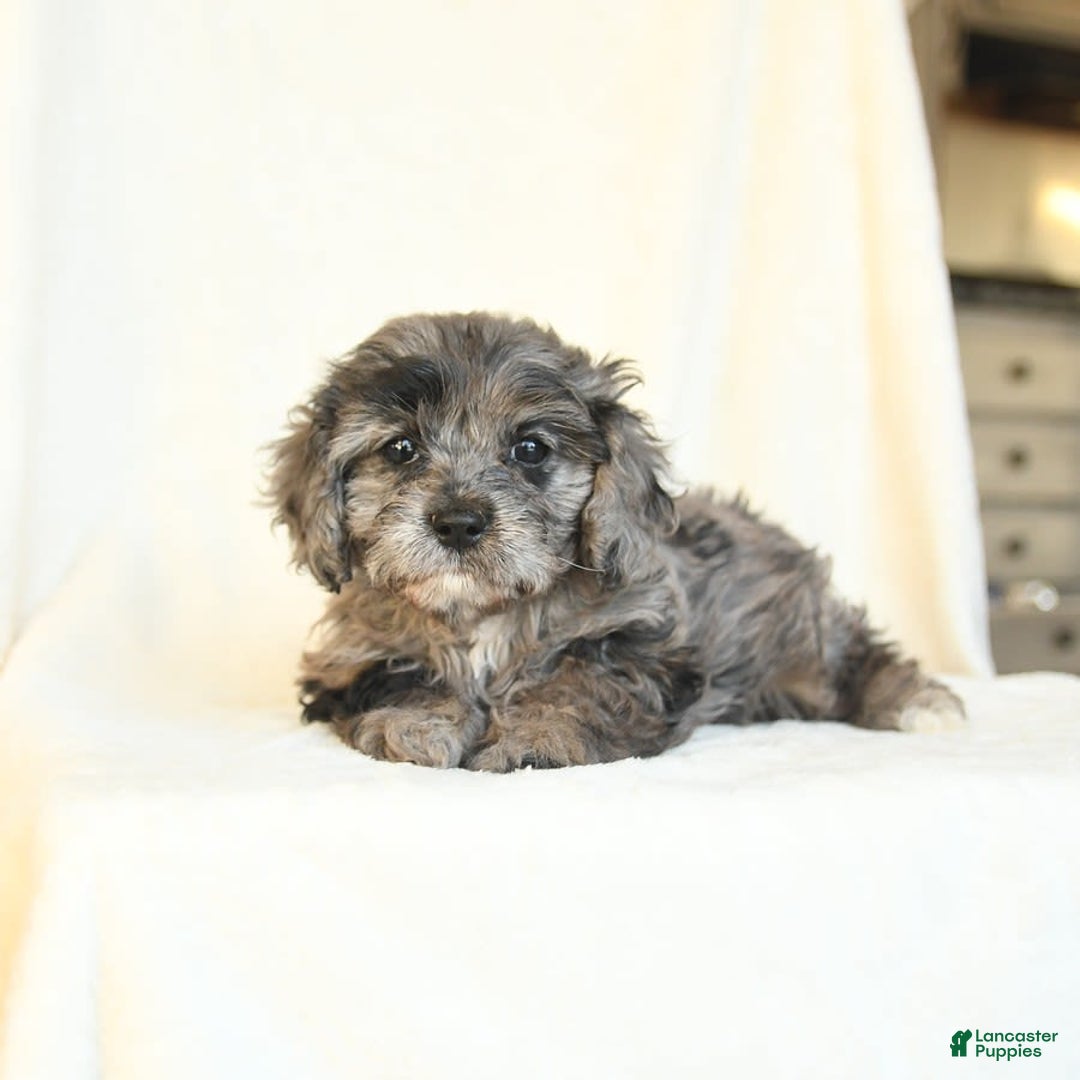 Gallery Image {{count}}