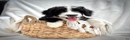 Bernedoodle dogs for sale: Cooper - Ad 11