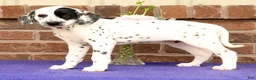 Dalmatian dogs for sale: Ellie - Ad 5