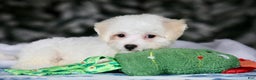 Teddy Bear dogs for sale: Dasher - Ad 24