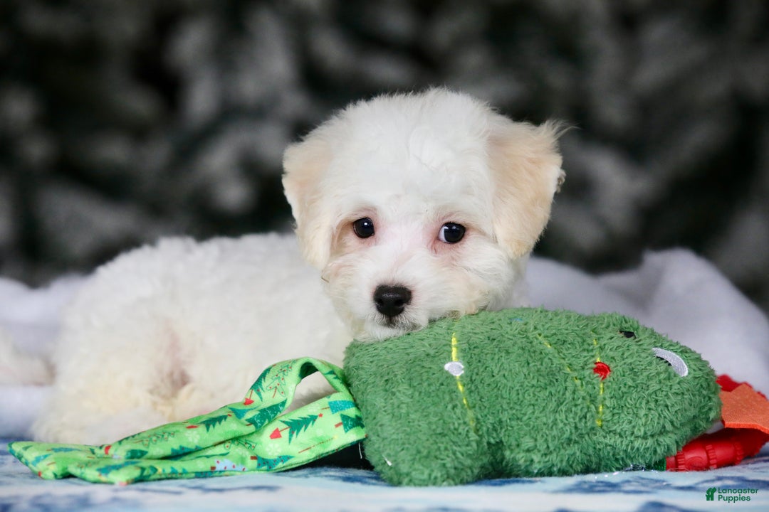 Teddy Bear dogs for sale: Dasher - Ad 24