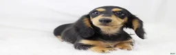 Dachshund dogs for sale: Edward BTD 6171 - Ad 6