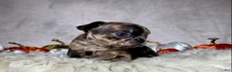 Mixed Breed dogs for sale: Mr. Beau  - Ad 6